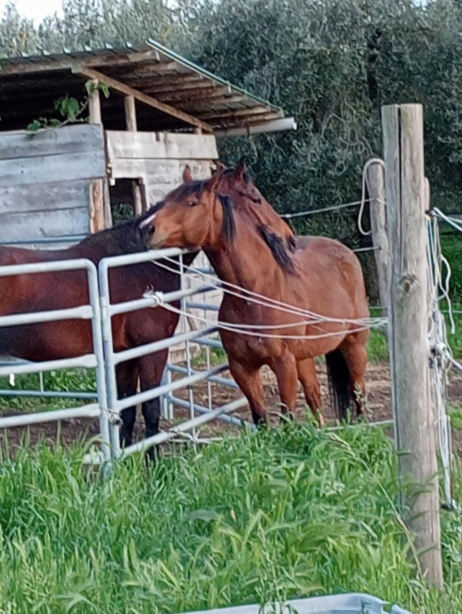 I Cavalleggeri Villa Castagneto Carducci Bagian luar foto